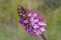 /album/foto-adriano/orchieda-maggiore-jpg/